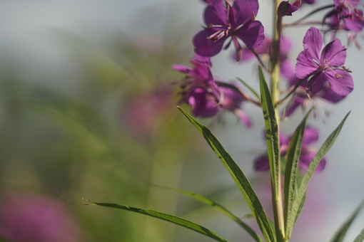 Full-color horizontal photo. Blooming rosebay willowherb. Pink flowers of a tall herbaceous plant on a blurry background.