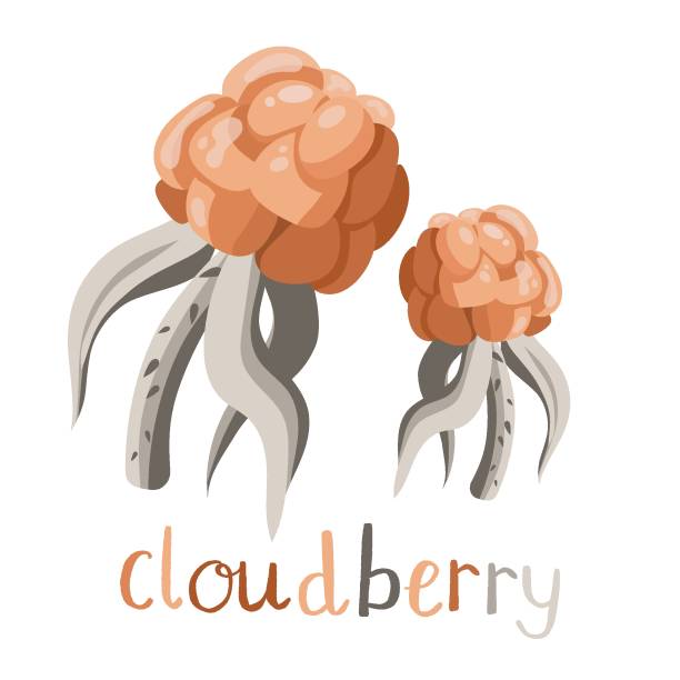 bildbanksillustrationer, clip art samt tecknat material och ikoner med fresh and tasty northern hand drawn cloudberry - sommar sverige