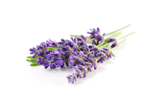istock Aromatic Lavender flowers bundle on a white background. Isolated morning Lavender flowers 1364380389