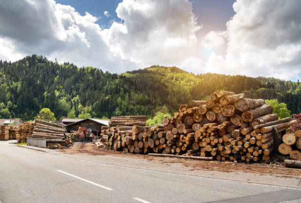 Stacks of logs along the sawmill in Germany