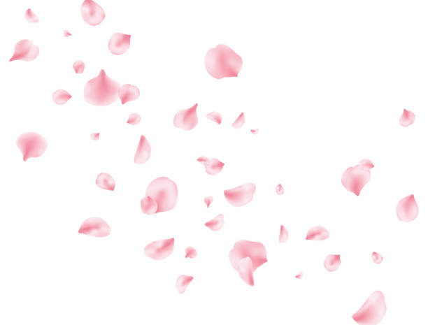 istock Flower petal flying background. Sakura spring blossom. Pink rose composition. Beauty Spa product frame. Valentine romantic card. Light delicate pastel design. Vector illustration 1364381031