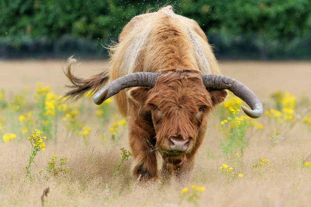 Scottish Higlander or Highland cow cattle (Bos taurus taurus) walking and grazing in a field with yellow flowers in National Park Veluwezoom in the Netherlands.