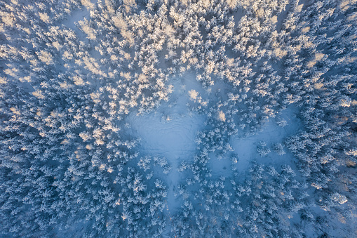 Winter forest top view. Snowy landscape, trees in the snow, frosty weather.