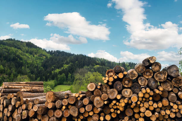 Stacked wood in front of forest scenery
