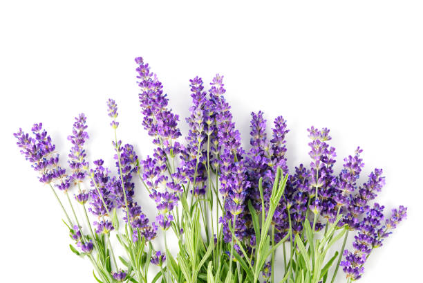 istock Aromatic Lavender flowers bundle on a white background. Isolated morning Lavender flowers 1364383269