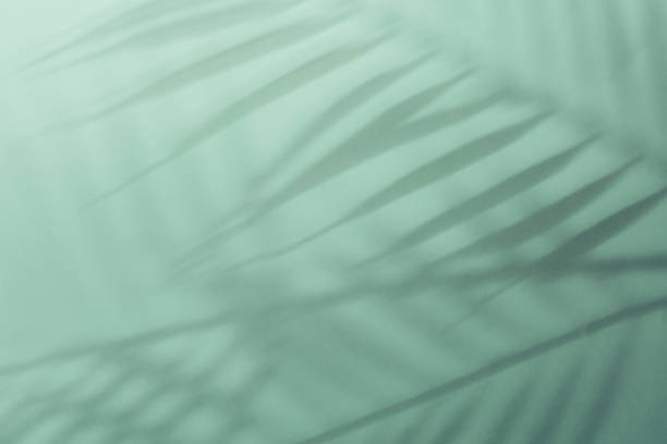 istock Natural palm leaves shadow on gradient paper background. Abstract blue and mint tropical backdrop. Soft light 1364383325
