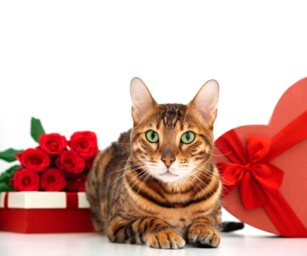 istock Cute adorable bengal cat lying down looking at camera near festive present,heart-shaped box, red roses bouquet on white background.Happy Valentine's day card with pet,animal concept.Copy space 1364384707