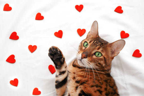 Adorable cute funny green-eyed bengal cat lying on white blanket among many little red hearts looking at camera waving with paw.Valentine day greeting card with beautiful pet,love to animal concept. adorable y divertido gato de bengala de ojos verdes acostado en una manta blanca entre muchos corazoncitos rojos mirando a la cámara saludando con la pata. tarjeta de felicitación del día de san valentín con una hermosa mascota, concepto de amor a los