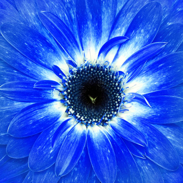 istock Blue   gerber  flower.  Floral background.  Close-up.  Nature. 1364385488