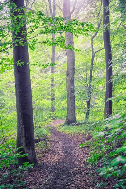 istock Beautiful wood in Holland 1364385722