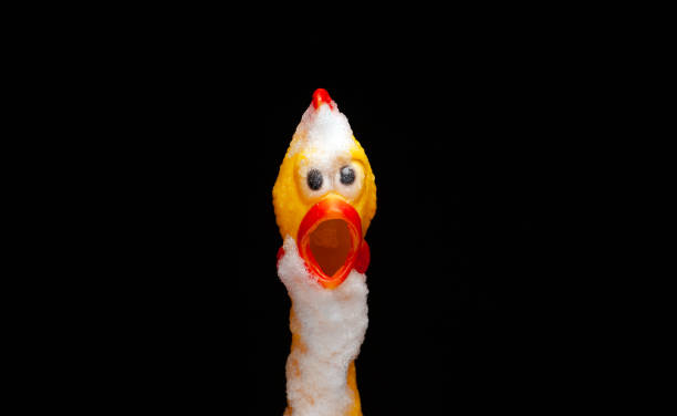 istock image of rubber chicken snow dark background 1364386298