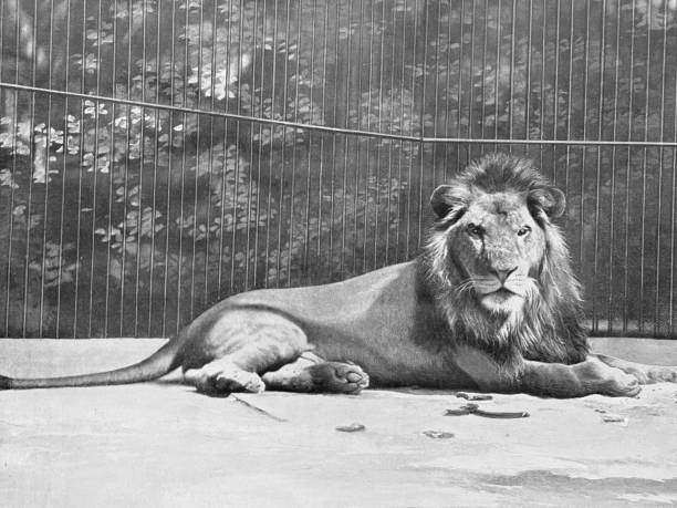 A male African Lion (Panthera Leo) walking at Sydney Zoo in Sydney, NSW, Australia (Photo by Tara Chand Malhotra)