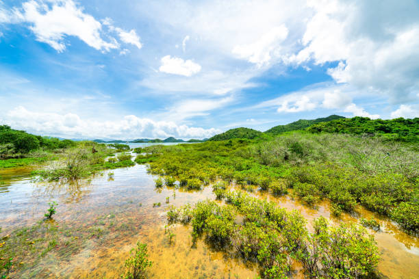 Green mangrove tree in the lake