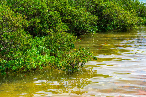 Landscape with Small Mangrove Trees