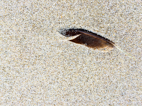 Horizontal high angle closeup photo of a seabird’s black feather washed up onto the beach at high tide. Byron Bay, north coast of NSW