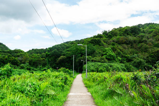 Garden path into lush green foliage with a bunch of blooming flowers.