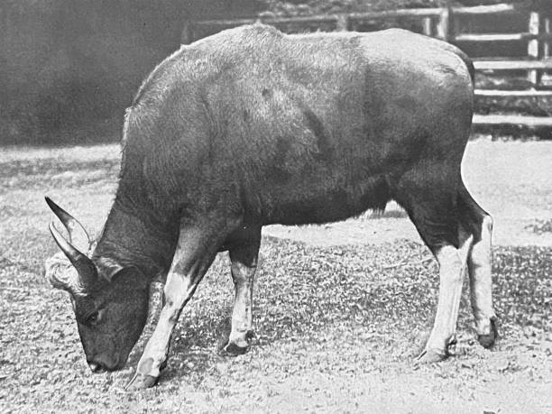 istock At the zoo - Young Gaur bull 1364387805