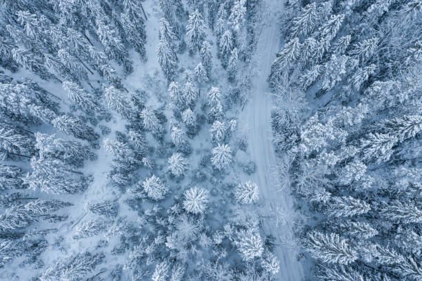 istock Winter road in a snowy forest after a snowfall. 1364387856