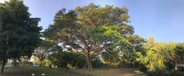 istock Samanea saman or Rain tree or Monkey pod tree in Thailand. 1364387872