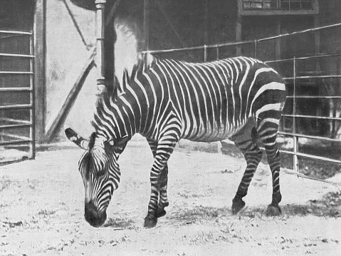 Portrait of a zebra in the zoo.