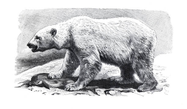 иллюстрация белый медведь. стары�й винтажный рисунок от руки - polar bear young animal isolated cub stock illustrations