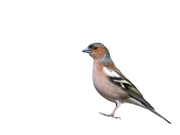 istock Common Chaffinch (Fringilla coelebs) sitting on a branch. 1364389738