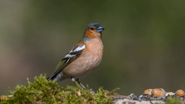 istock Common Chaffinch (Fringilla coelebs) sitting on a branch. 1364390038