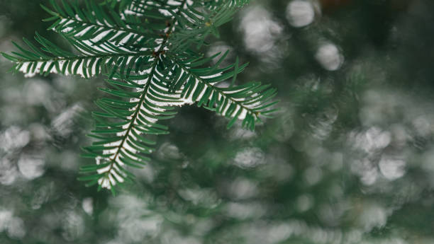 istock snowy fir branches in winter 1364390734