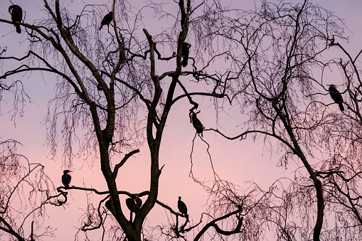wild great cormorants (Phalacrocorax carbo) perching on tree at sunset