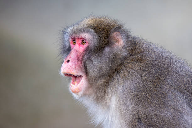 close up shot of a Japanese Macaque (Macaca fuscata) with red face stock photo