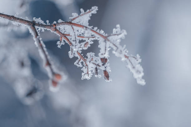 istock icy and snowy plants in Winter 1364390906