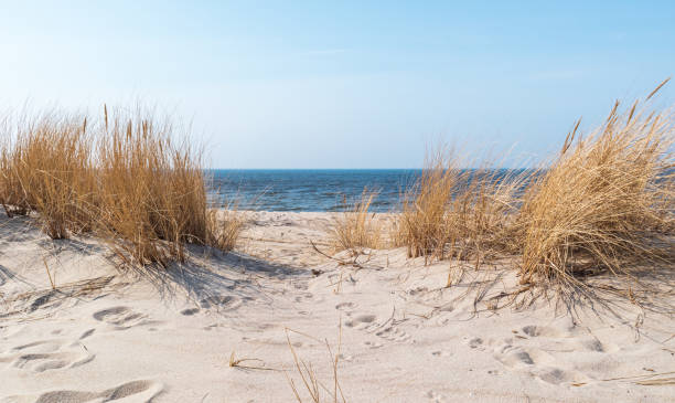 istock pass through a dry grass to the sea 1364390953