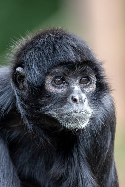 istock close up shot of a Colombian spider monkey (Ateles fusciceps rufiventris) 1364391074