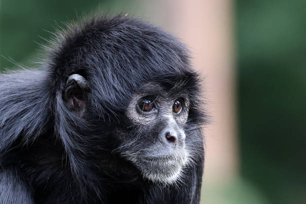 istock close up shot of a Colombian spider monkey (Ateles fusciceps rufiventris) 1364391075