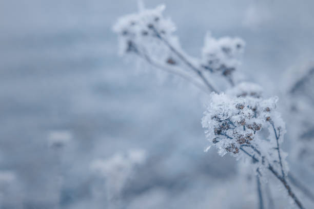 istock icy and snowy plants in Winter 1364391079