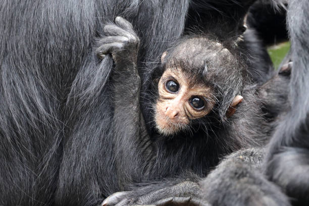 istock close up shot of a Colombian spider monkey (Ateles fusciceps rufiventris) 1364391157