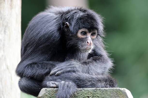 istock close up shot of a Colombian spider monkey (Ateles fusciceps rufiventris) 1364391158