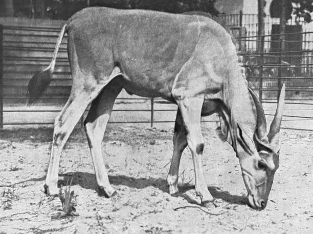 istock At the zoo - Elen antelope, bull 1364391180