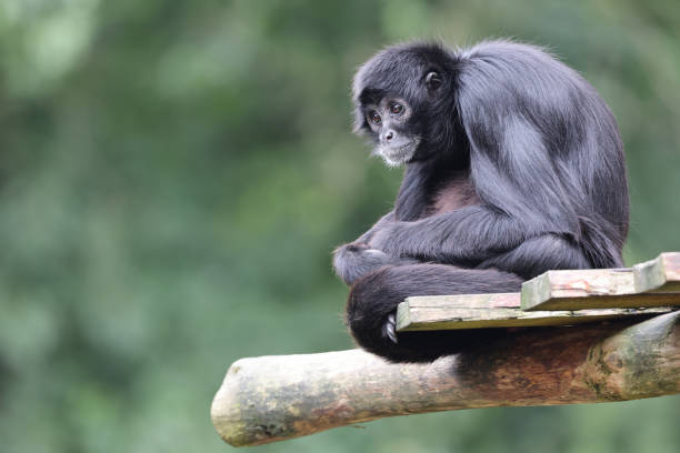 istock close up shot of a Colombian spider monkey (Ateles fusciceps rufiventris) 1364391333