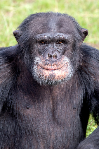 close up shot of chimpanzee (Pan troglodytes) in habitat