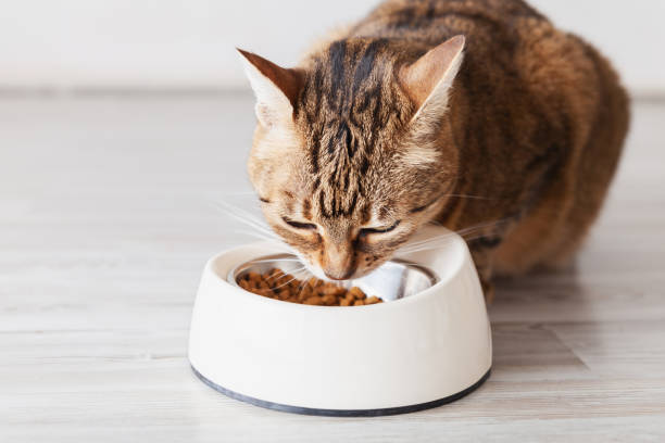istock Tabby cat eating food from white bowl. Pets care concept. 1364392100