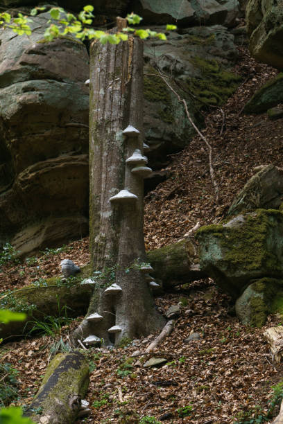 mushrooms on a dead tree trunk growing in front of rock formation in forest, Mullerthal, Luxembourg