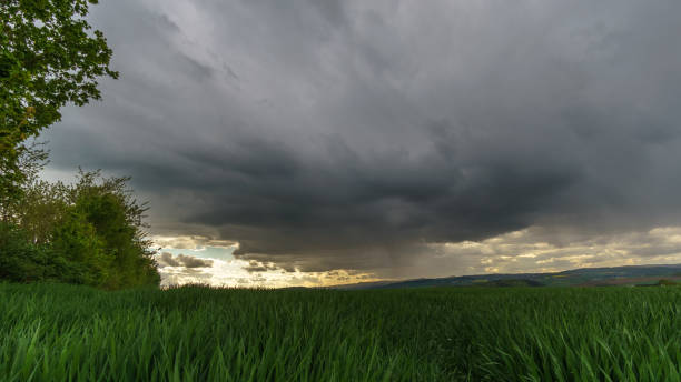 농업 옥수수 필드에 비와 폭풍 구름, 에펠, 독일 - storm corn rain field 뉴스 사진 이미지