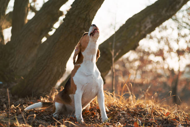 Howling dog Beagle breed dog sitting on his back legs rising head and barking against nature background barking animal sound stock pictures, royalty-free photos & images