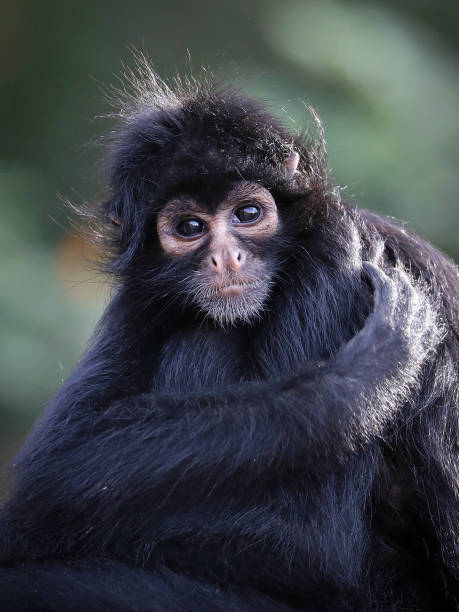 istock close up shot of a Colombian spider monkey (Ateles fusciceps rufiventris) 1364392617