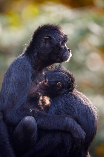 istock close up shot of a Colombian spider monkey (Ateles fusciceps rufiventris) 1364392636