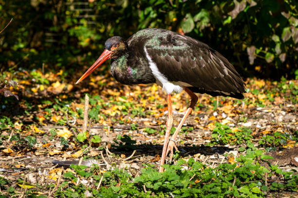 istock Black stork, Ciconia nigra in a german nature park 1364392833
