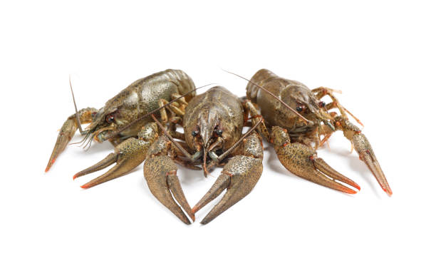 istock Fresh raw crayfishes isolated on white. Healthy seafood 1364392869