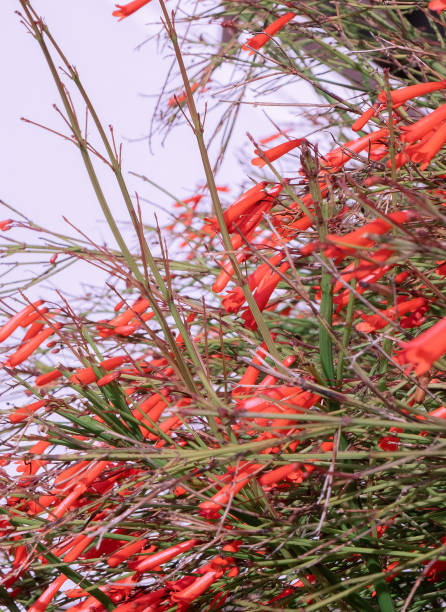 istock Red flowers on a white wall background. Plant aesthetic wallpaper 1364394036