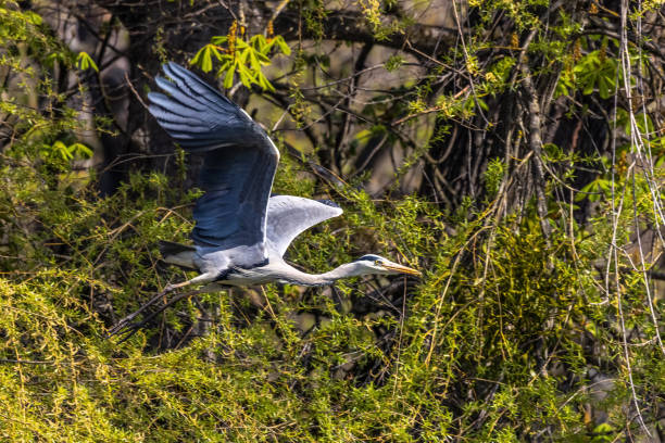 istock Grey Heron or Ardea cinerea. Single Grey Heron in flight. 1364394195